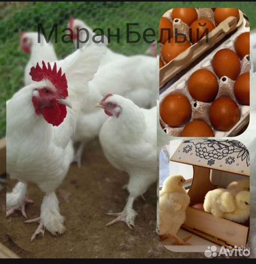 Цыплята, инкубационное яйцо