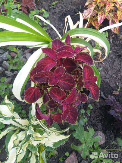 Колеусы вегетативные