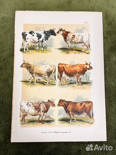 Хромолитографии 1904 год