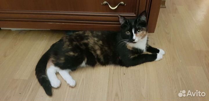 Трехцветка Бонечка 1год привита, стерилизованна