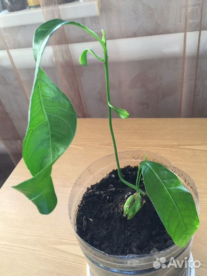 Авокадо для зимнего сада