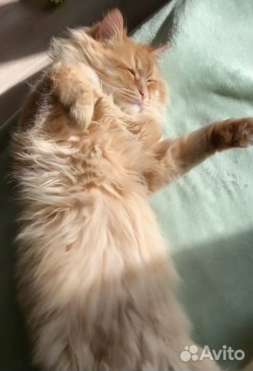 Рыжий кот
