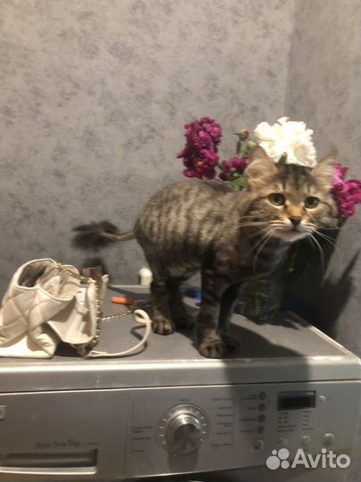Кошка