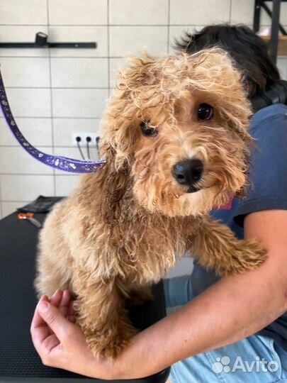 Стрижка собак и кошек (Грумер)