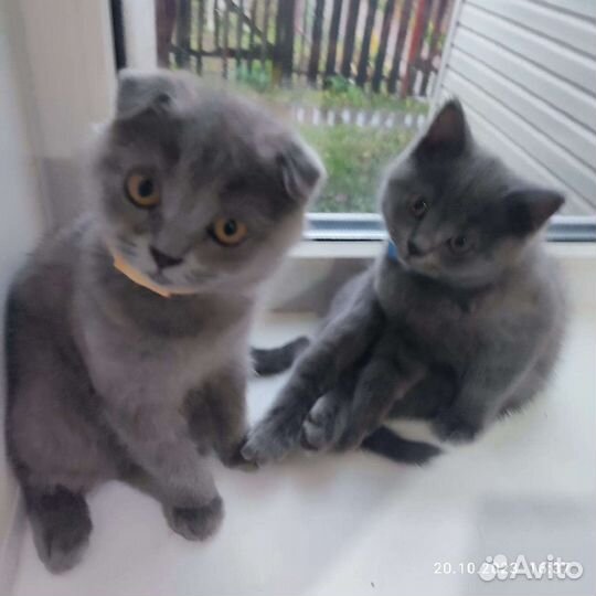 Кошки