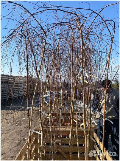 Береза Юнги на штамбе (180-200см)