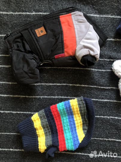 Одежда для собак мелких пород