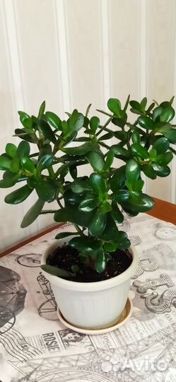 Красула толстянка