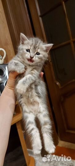 Кошки в добрые руки бесплатно