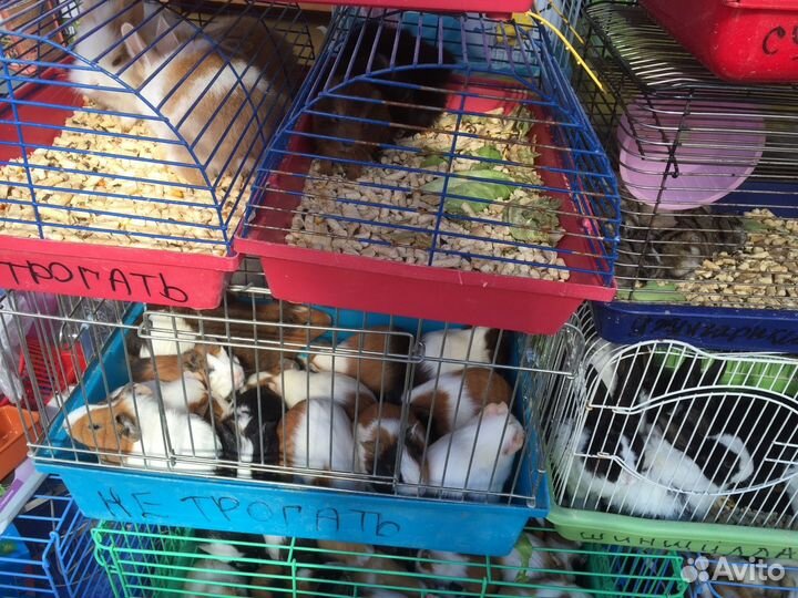 Продаются Кролики карликовые,хомячки,джунгарики,ши