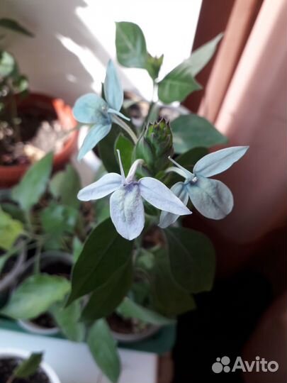 Кроссандра