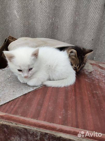 Котята в добрые руки бесплатно