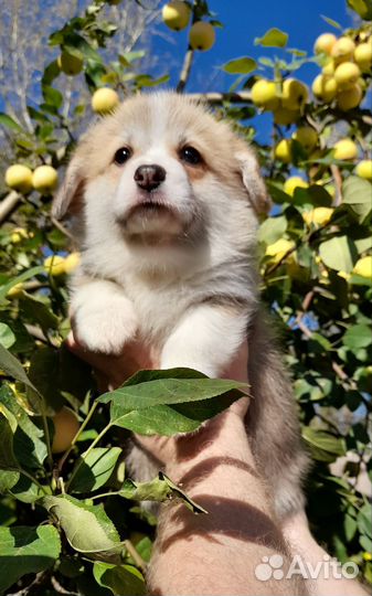 Щенки Вельш- корги пемброк