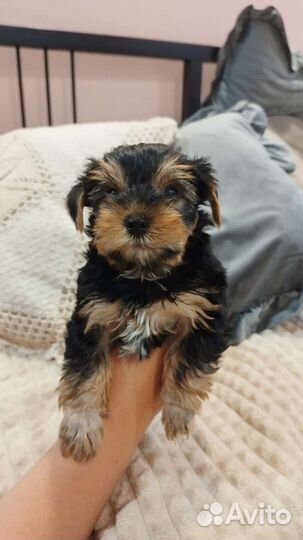 Йоркширский терьер