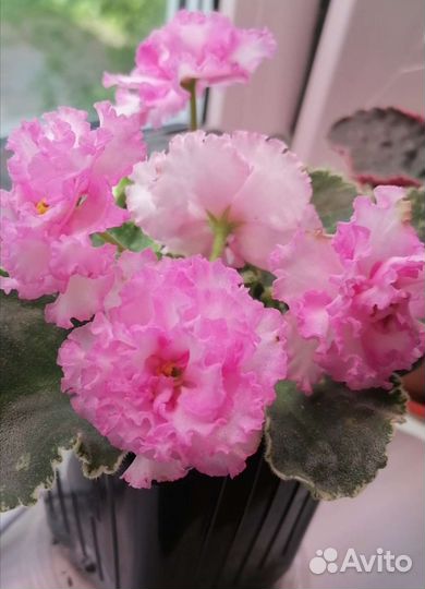 Сортовые фиалки