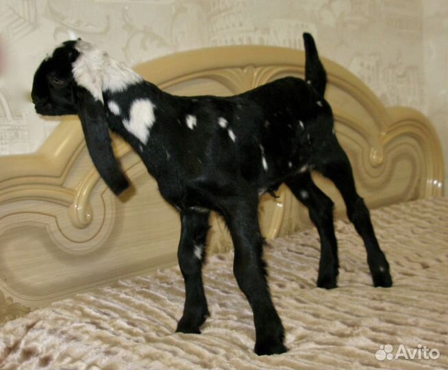 Англо – Нубийские Козочки, 100 чистопородные