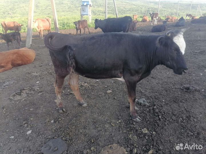 Коровы и телки