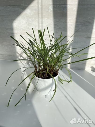 Зефирантес розовый выскочка