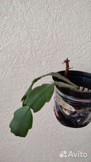 Декабрист и хлорофитум