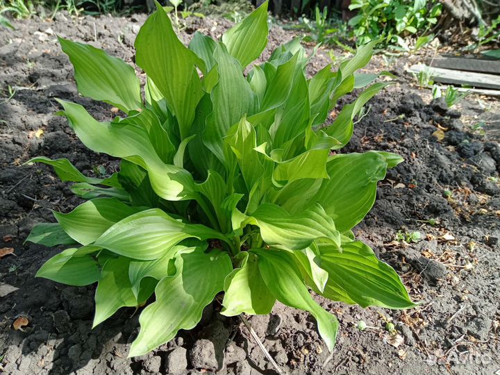 Хосты - многолетники