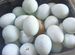 Инкубационное яйцо кур,уток и перепелов селадонов