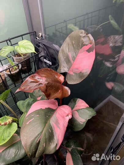 Филодендрон розовая принцесса / pink princess