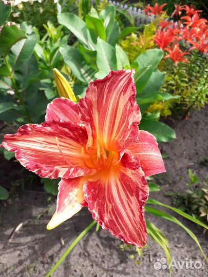 Растения для сада