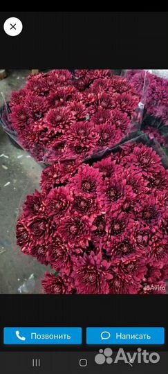 Корни хризантемы