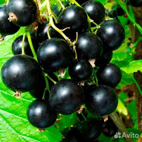 Смородина чёрная красная белая розовая