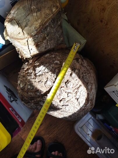 Сувель березовый