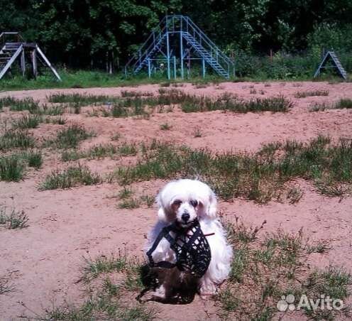 Кинолог. Воспитание и дрессировка собак