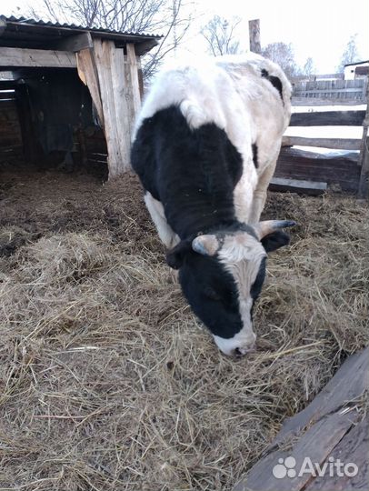 С /Х животные