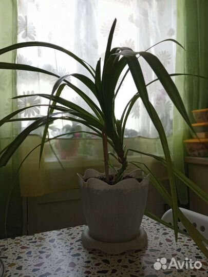 Пальма панданус