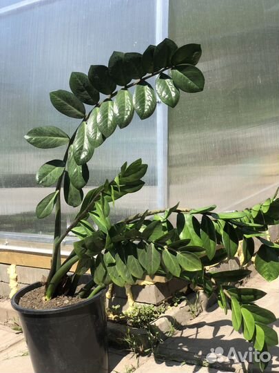 Замиокулькас