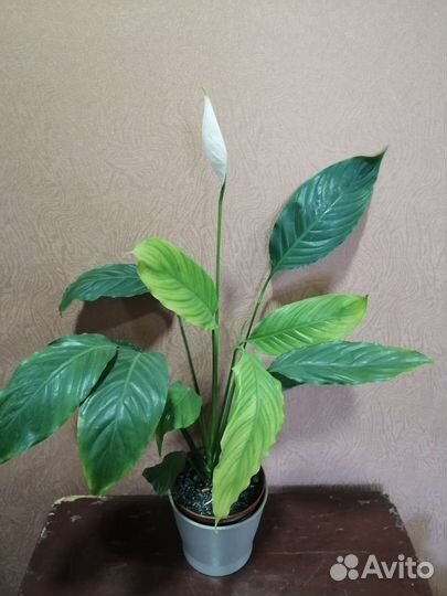 Спатифиллум