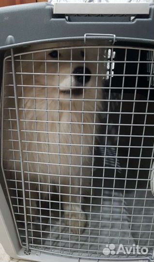 Переноска для крупных собак