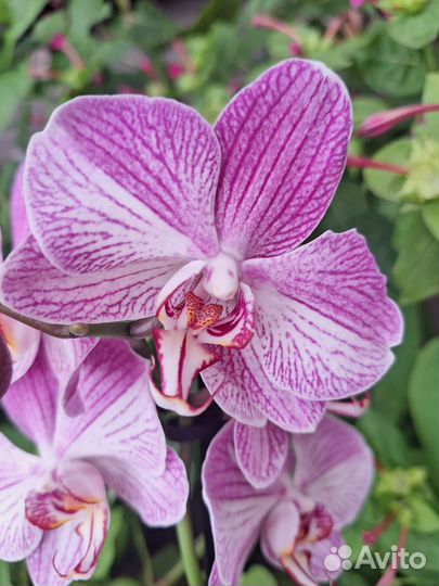 Сортовая Орхидея Фаленопсис - 7