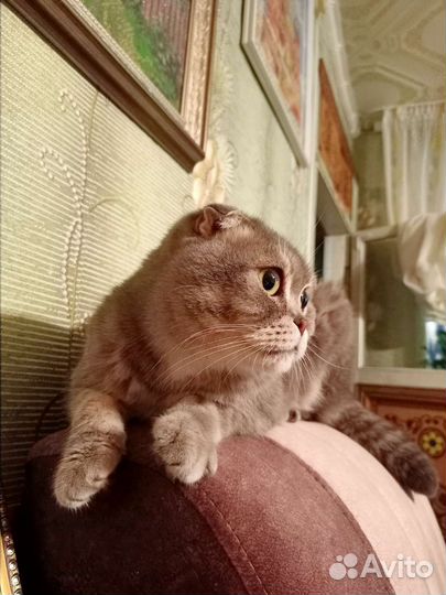 Шотландская вислоухая