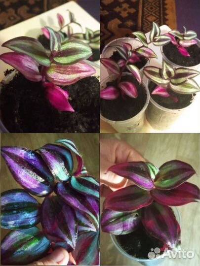 Траденсканция