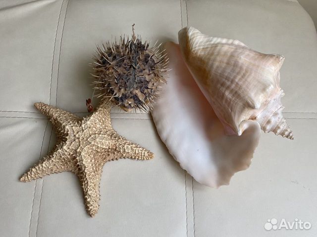 Морские ракушки и кораллы