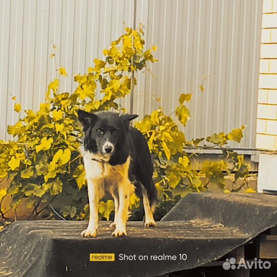 Просто прикольные щенки