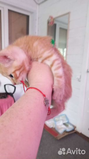 Отдаю в добрые руки домашних котят