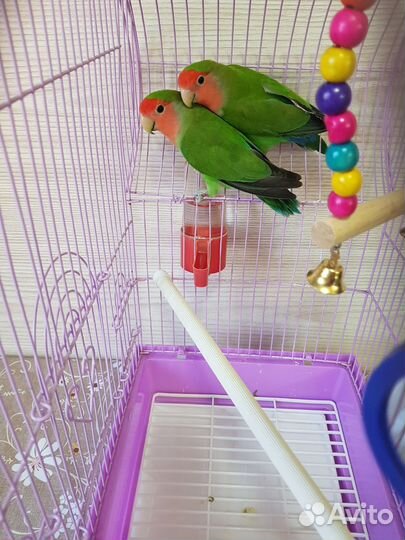 Попугай неразлучники с клеткой