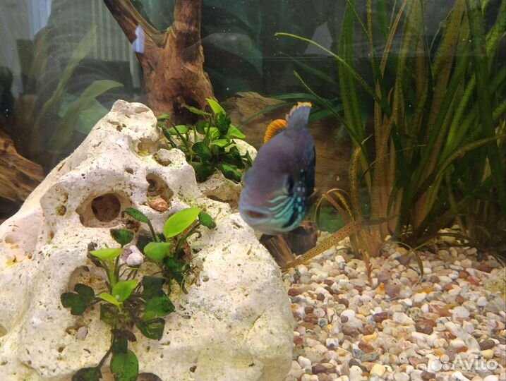 Акара бирюзовая. Плодовитая