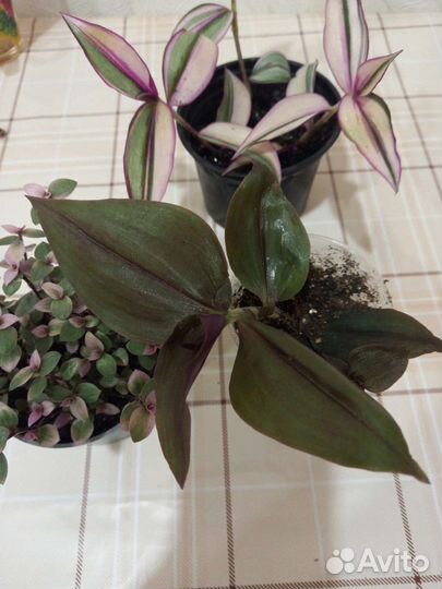 Традесканция