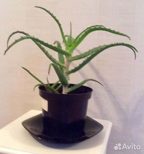 Алоэ Столетник лечебный цветок