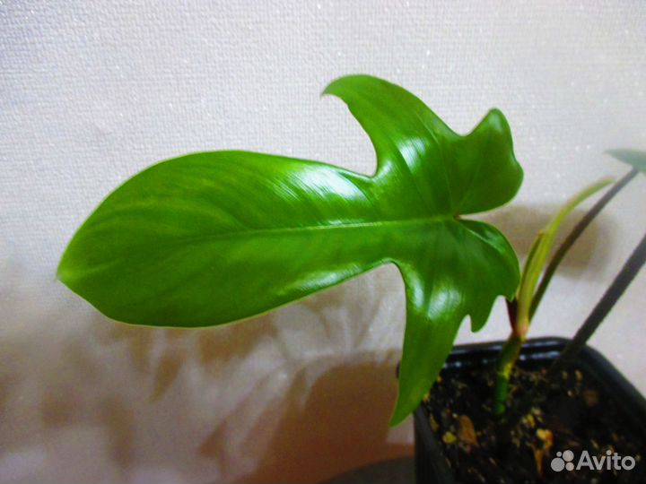 Филодендроны сортовые