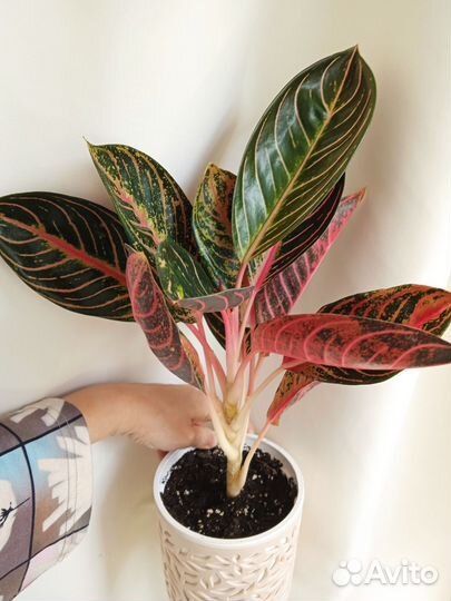 Аглаонема Гордость суматры (комнатный цветок)