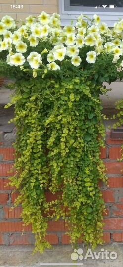 Вербейник монетчатый(лизимахия)