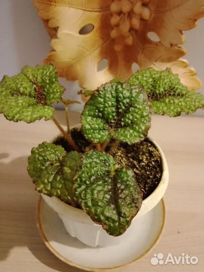 Бегония мелосон